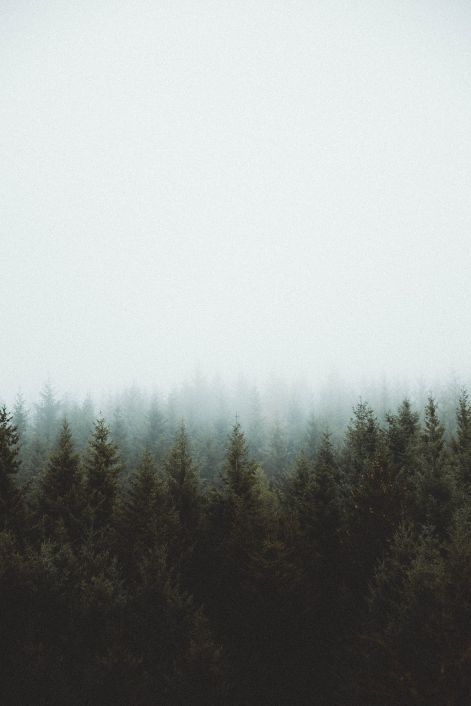 The Forest and the Trees